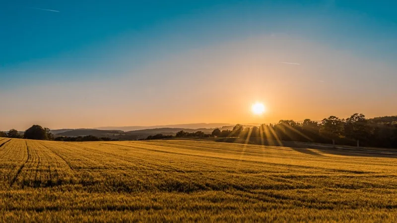 Agricultural field