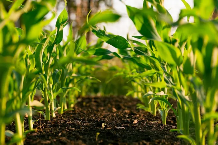 Sustainable agriculture